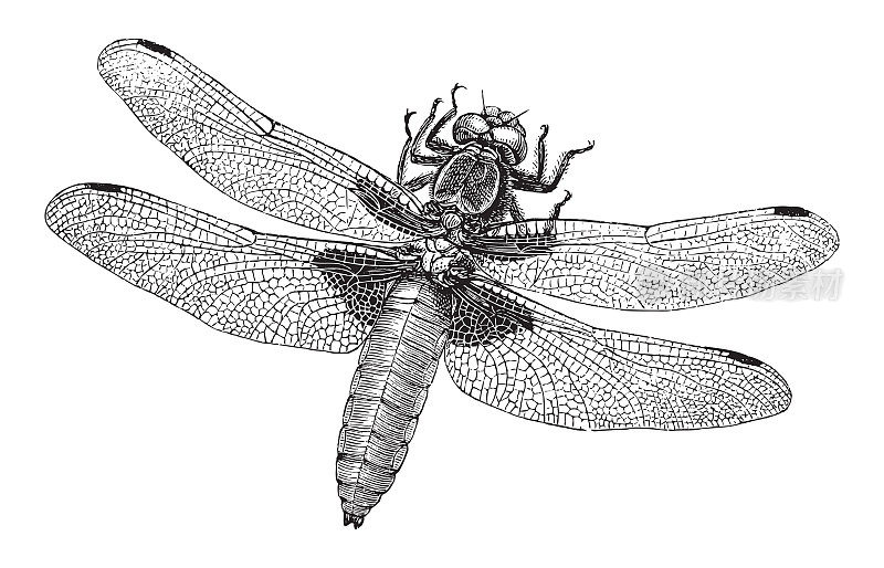 蜻蜓(Libellula depressa) -复古插图